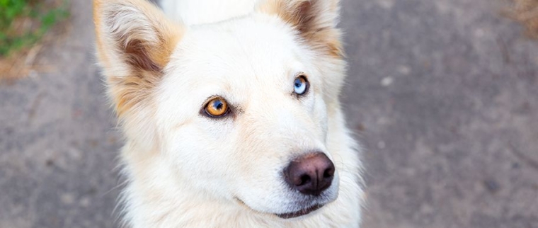 chien albinos